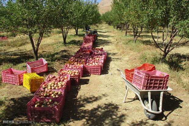 سال جاری سیب های تولیدی آذربایجان غربی در جاده ها انباشت نمی گردد