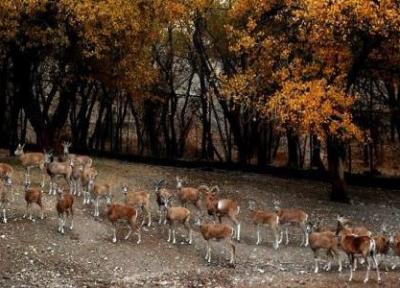 افتتاح باغ راز هستی و کاشت 120 هزار درخت