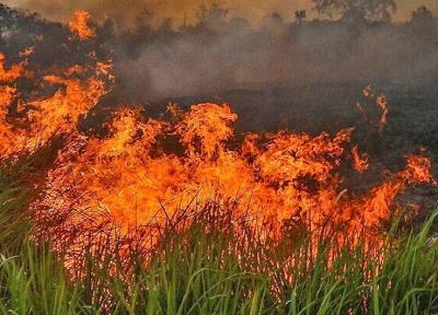 تداوم آتش سوزی های جنگلی از آمازون تا اندونزی