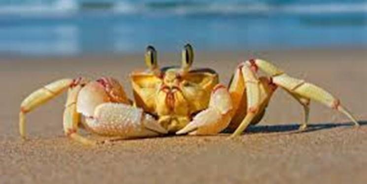 خرچنگ هایی با شکم های پر از پلاستیک، دستاورد آلودگی محیط زیست در انگلیس