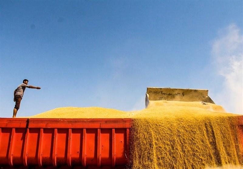 ایران 35 هزار تن گندم به عمان فروخت
