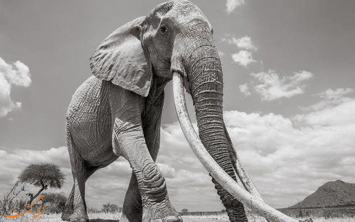 آخرین تصاویر ملکه فیل ها قبل از مرگ!