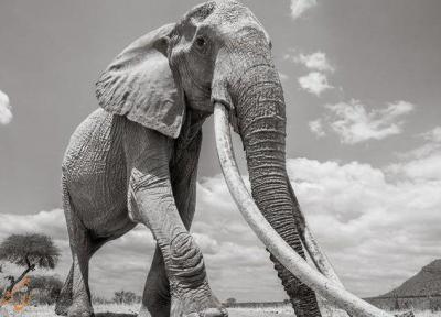 آخرین تصاویر ملکه فیل ها قبل از مرگ!