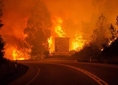 تور ارزان برزیل: خطر تلف شدن میلیون ها حیوان در آتش سوزی های برزیل