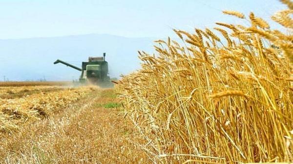 تولیدبیش از 205 هزار تن گندم در استان اصفهان