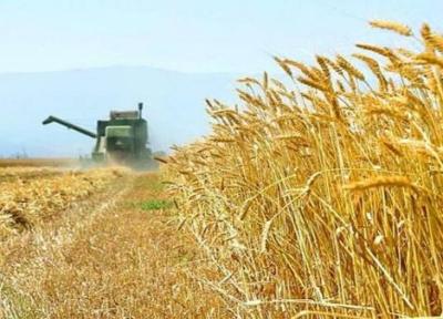 تولیدبیش از 205 هزار تن گندم در استان اصفهان