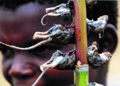 درباره روزی که فقر و خشکسالی مردم مالاوی را به خوردن موش وا داشت
