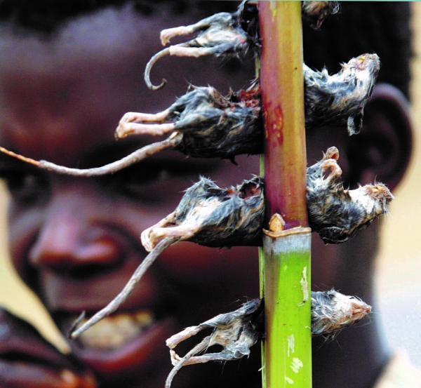 درباره روزی که فقر و خشکسالی مردم مالاوی را به خوردن موش وا داشت